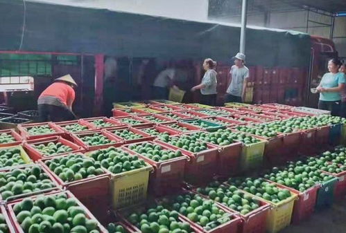 昌宁“乐村淘” “特农淘”淘出助农增收新路径